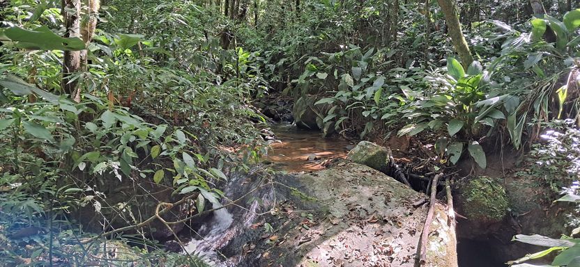 Riacho dentro do sitio