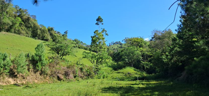 Colina com pastagem e bosque