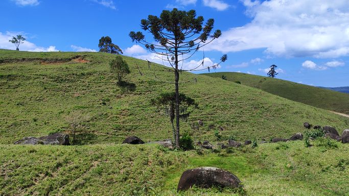 PEDRA E ARAUCARIA