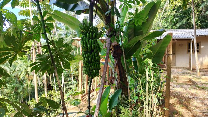 BANANEIRA  COM CAIXO DE MAIS DE UM METRO