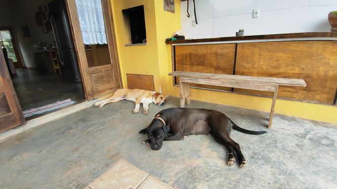 LIDOS CACHORROS NA VARNAD DA CASA