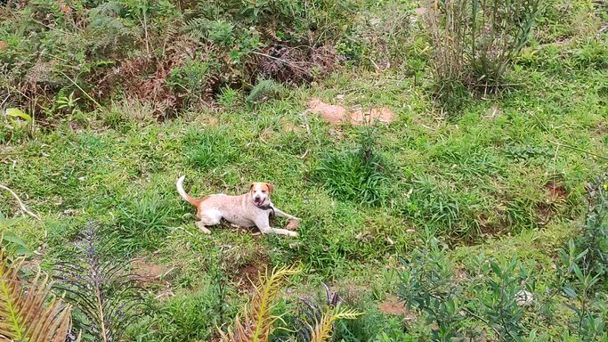 CACCHORRO MOELA BRINCANDO COM A PEDRA