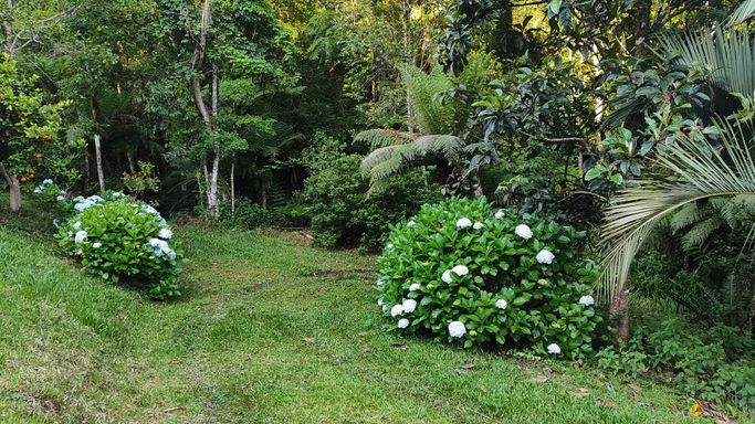 HORTENCIAS E BOSQUE LINDO