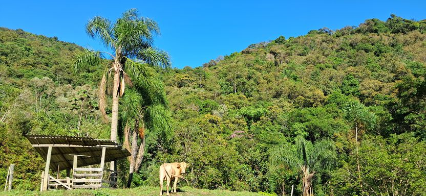 Boi, pastagem e estabilo