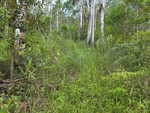 Estrada coberta de vegetacao