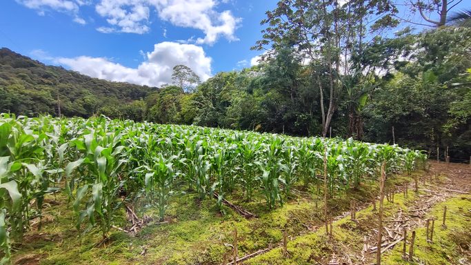 PLANTACAO DE MILHOE NATUREZA