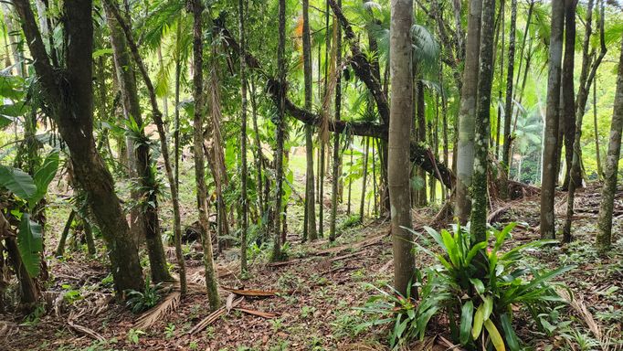 LINDAS ARV ORES DO TERRENO