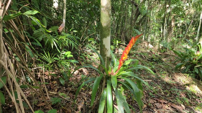 LINDA BROMELIA DO TERRENO
