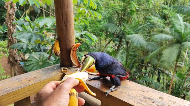 TUCANO COMENDO BANANA NA MAO MA VARANDA