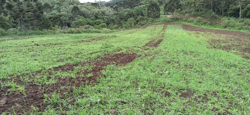 TERRA GORDA PARA PLANTIO