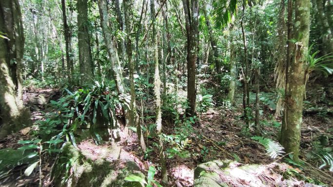 BOSQUE