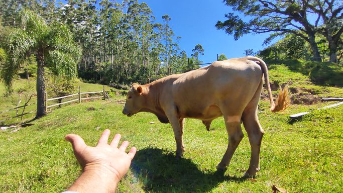 Boi e linda vista voará a natureza