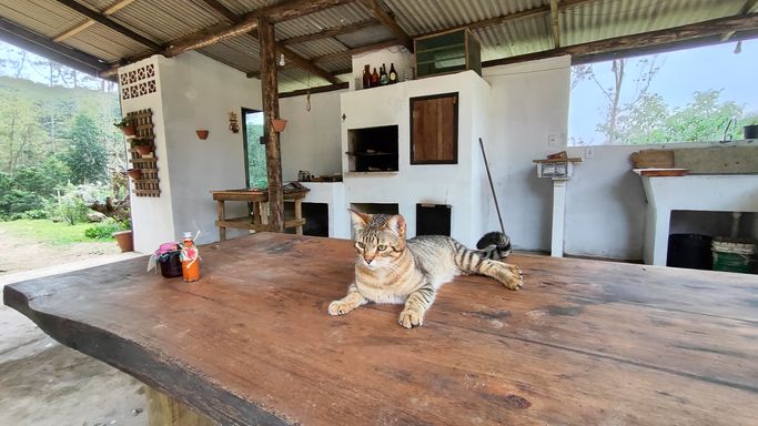 GATO NA MESA DA GARAGEM