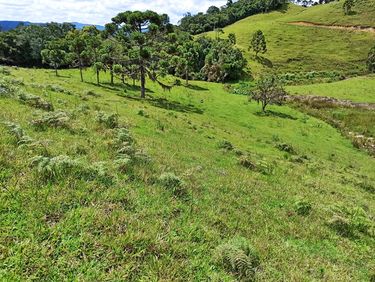 PASTAGEM E ARAUCARIA