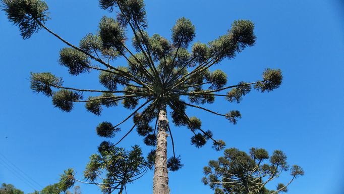 ARAUCÁRIA