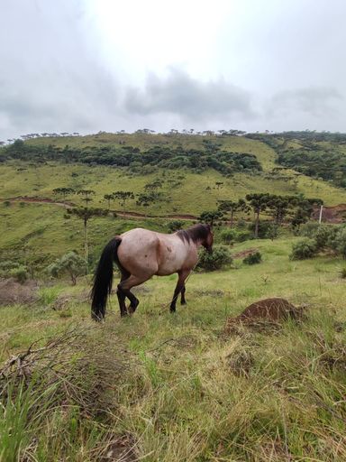 LINDO CAVALO