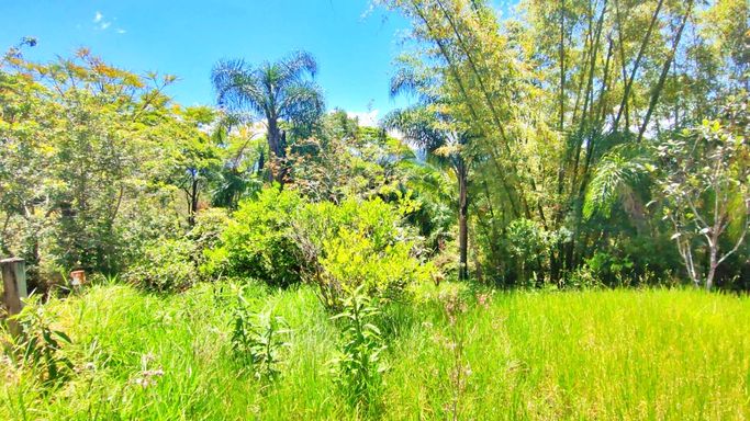 GRAMADO, BAMBU E COQUEIRO