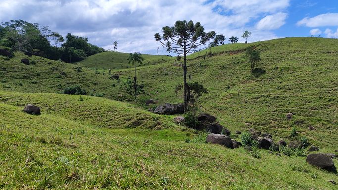 ARAUCARIA E PASTO