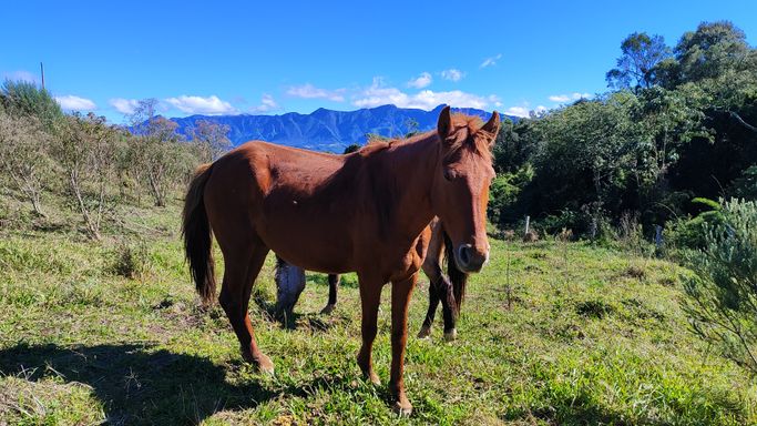 CAVALO E LINDA VVISTA