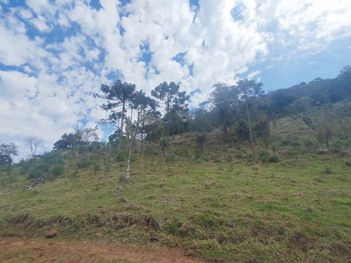 Araucárias