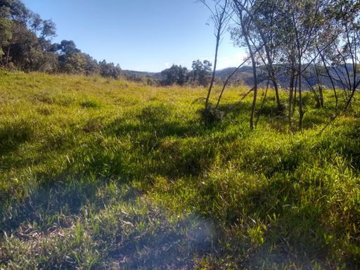 PASTAGEM E BOSQUE