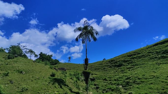 LINDO PALMITO E PASTAGEM COM LINDA VISTA