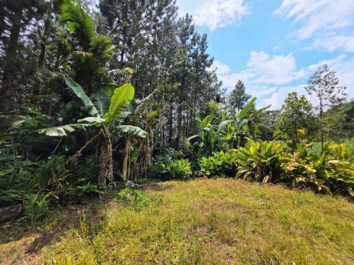 Area plana de cultivo com bananeiras em volta
