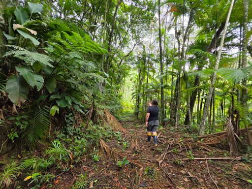 Estrada entre o cultivo de palmito