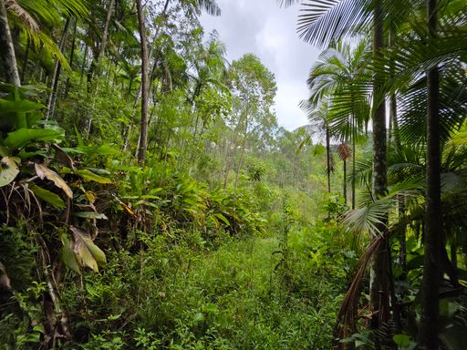 Estrada dentro do sitio