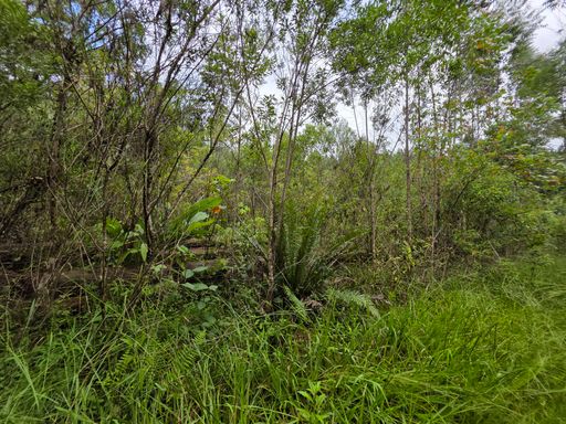 Area plana com vegetação baixa