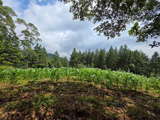 Area plana com milho