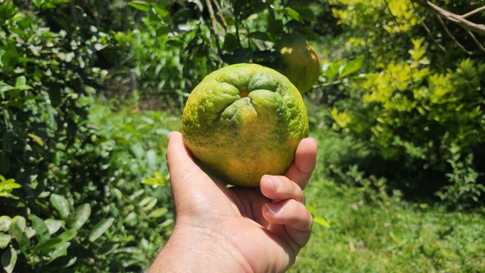 LARANJA CHAMPAIN  E POMAR