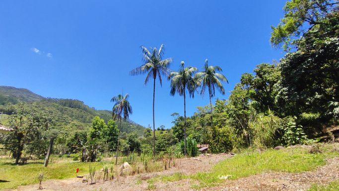LINDOS PALMITOS E POAMR