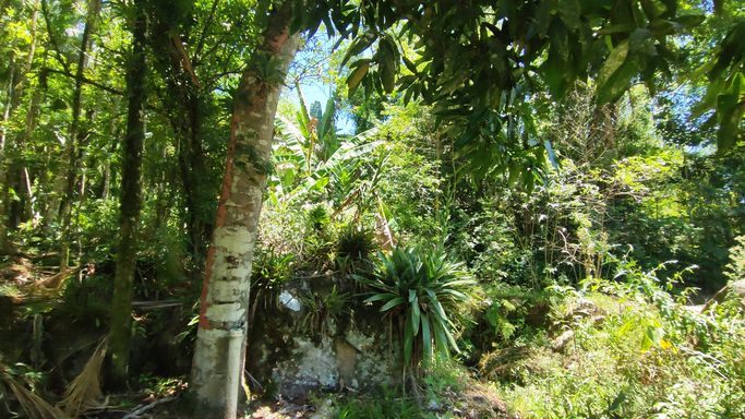 ARVPRE , PEDRA LINDA E BROMELIAS