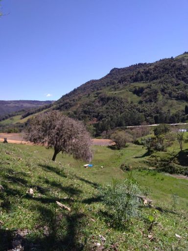 árvore com paisagem