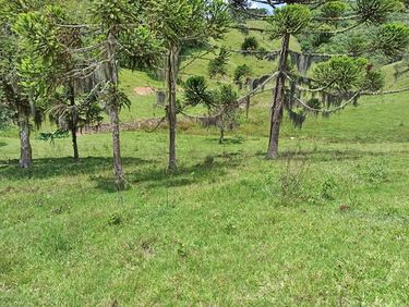 ARAUCARIAS PINHEIROS DO SITIO