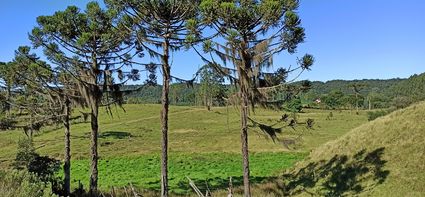 Araucarias