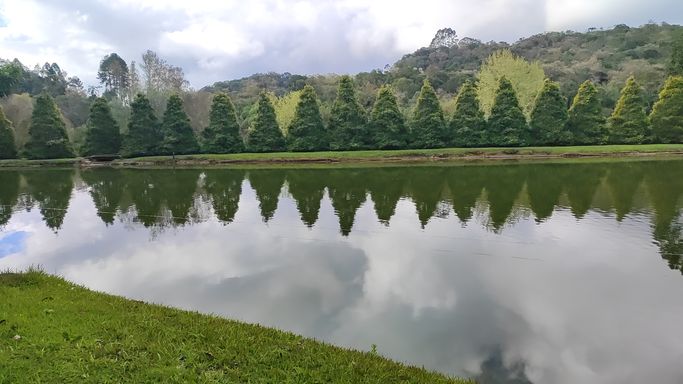 LAGO E PINHEIROS