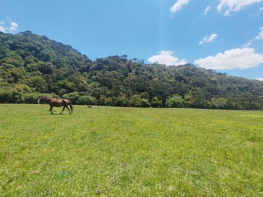 PASTAGEM, CAVALO E NATUREZA