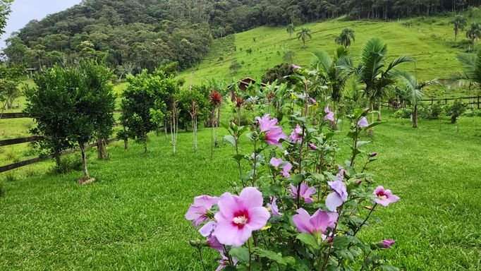 LINDAS FLORES NO JARDIM E POMAR