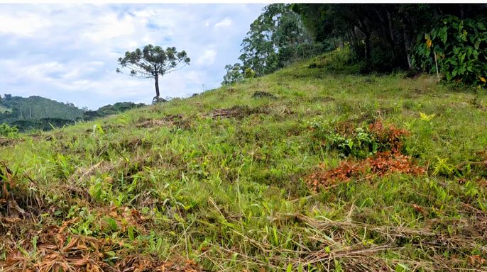 Pastagem e arrumaria ao fundo