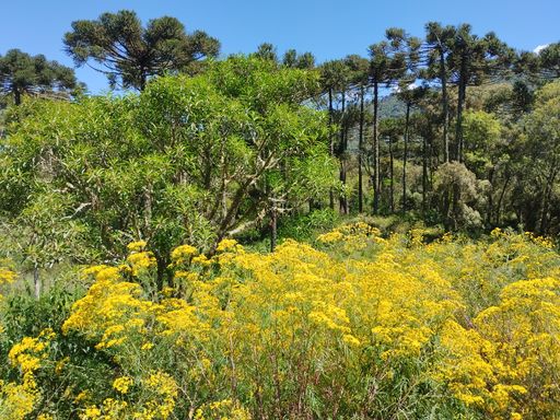 FLORES AMARELA E NATUREZA