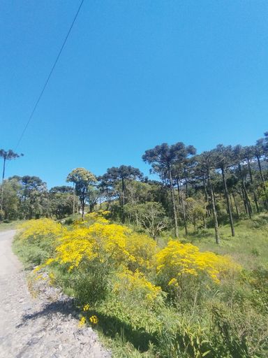 RUA , FLORES E ARAUCARIAS