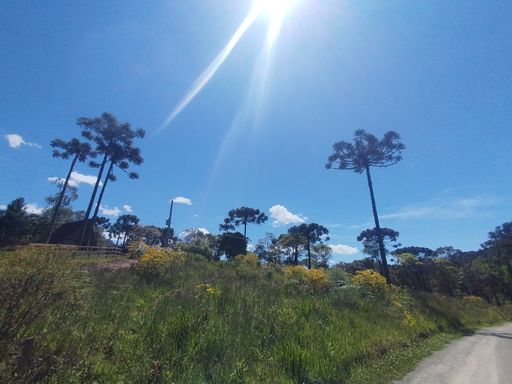 ARAUCARIAS E NATUREZA