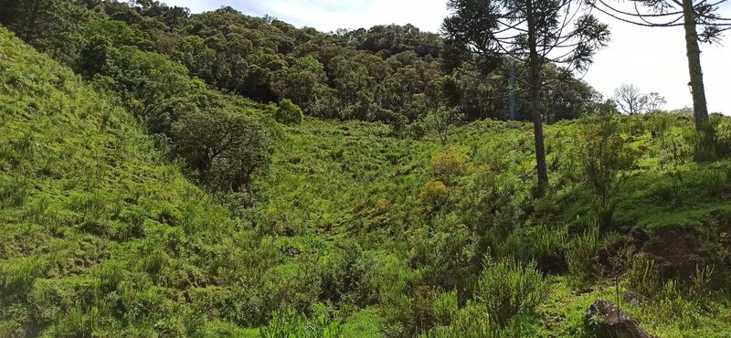ARAUCARIAS E NATUREZA