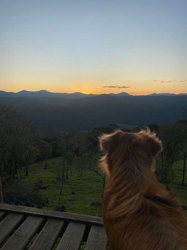 CACHORRO E NATUREZA