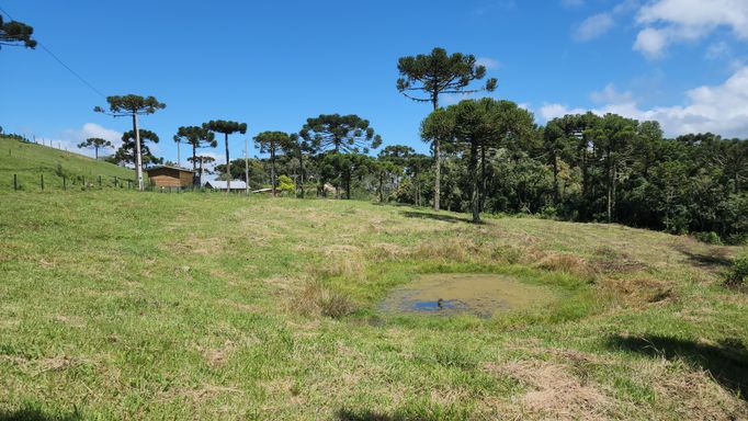 AÇUDE, PASTAGEM E LINDAS ARAUCARKIAS