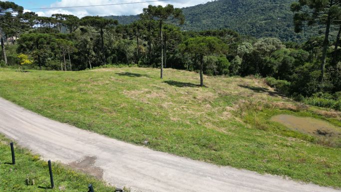 NOM ACESSO E BELAS ARAUCÁRIAS