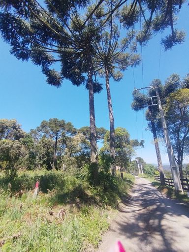 PASTAGEM , NATUREZA E ARAUCARIAS