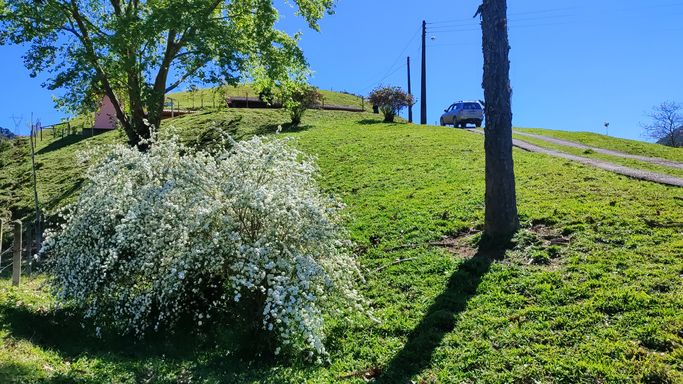 FLORES E ARAUCARIA
